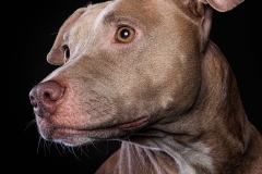 Windsor Pet Photographer - Dogs - Phoenix and Fawks