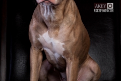Windsor Pet Photographer - Dogs - Phoenix and Fawks