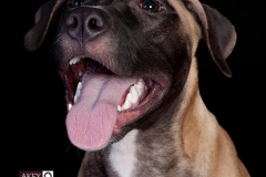 Windsor Pet Photographer - Dogs - Phoenix and Fawks