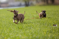 Windsor Pet Photographer - Dogs - Phoenix and Fawks
