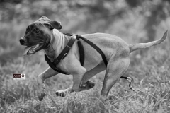 Windsor Pet Photographer - Dogs - Phoenix and Fawks