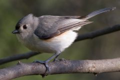 Tufted Titmouse #3675