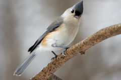 20201218-IMG_8632-ojibwaypark-titmouse-1080h-nowm