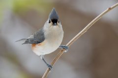 20201218-IMG_8693-ojibway-titmouse-1080h-nowm
