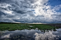 Point Pelee Marsh